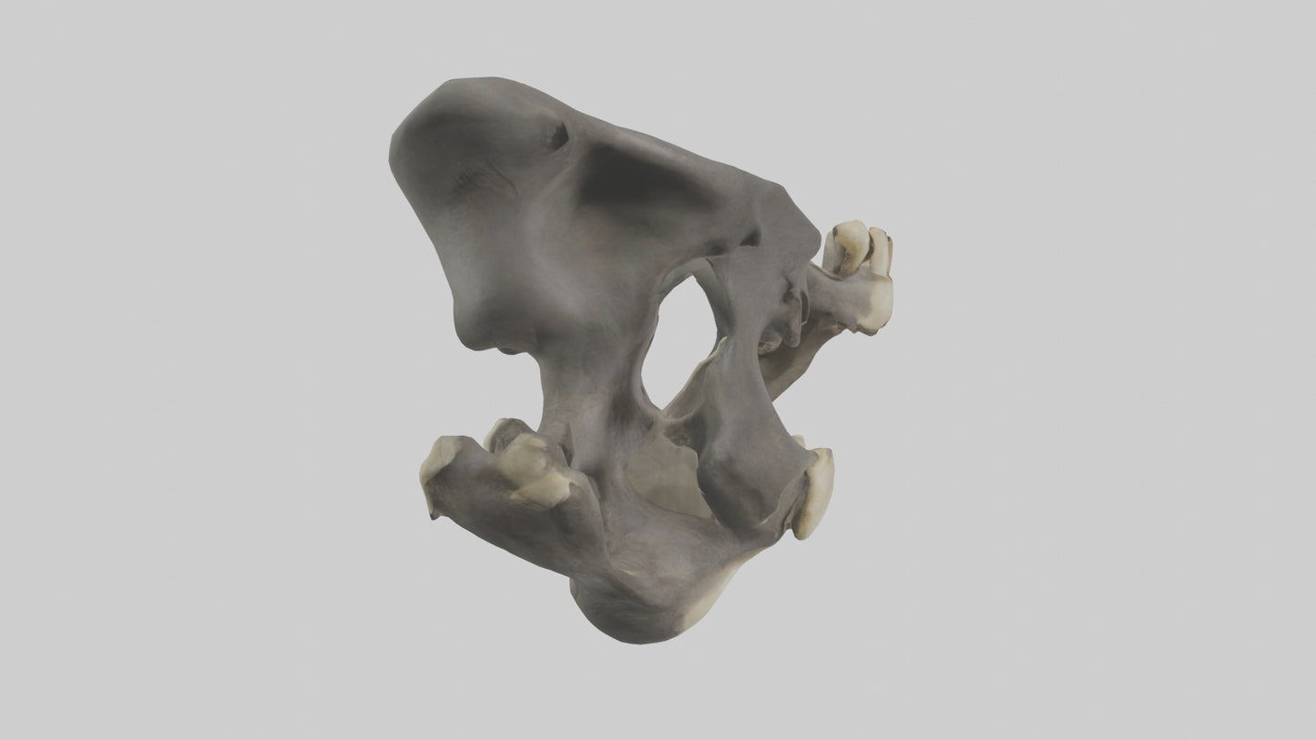 3D model Gorilla Pelvis VR / AR / low-poly