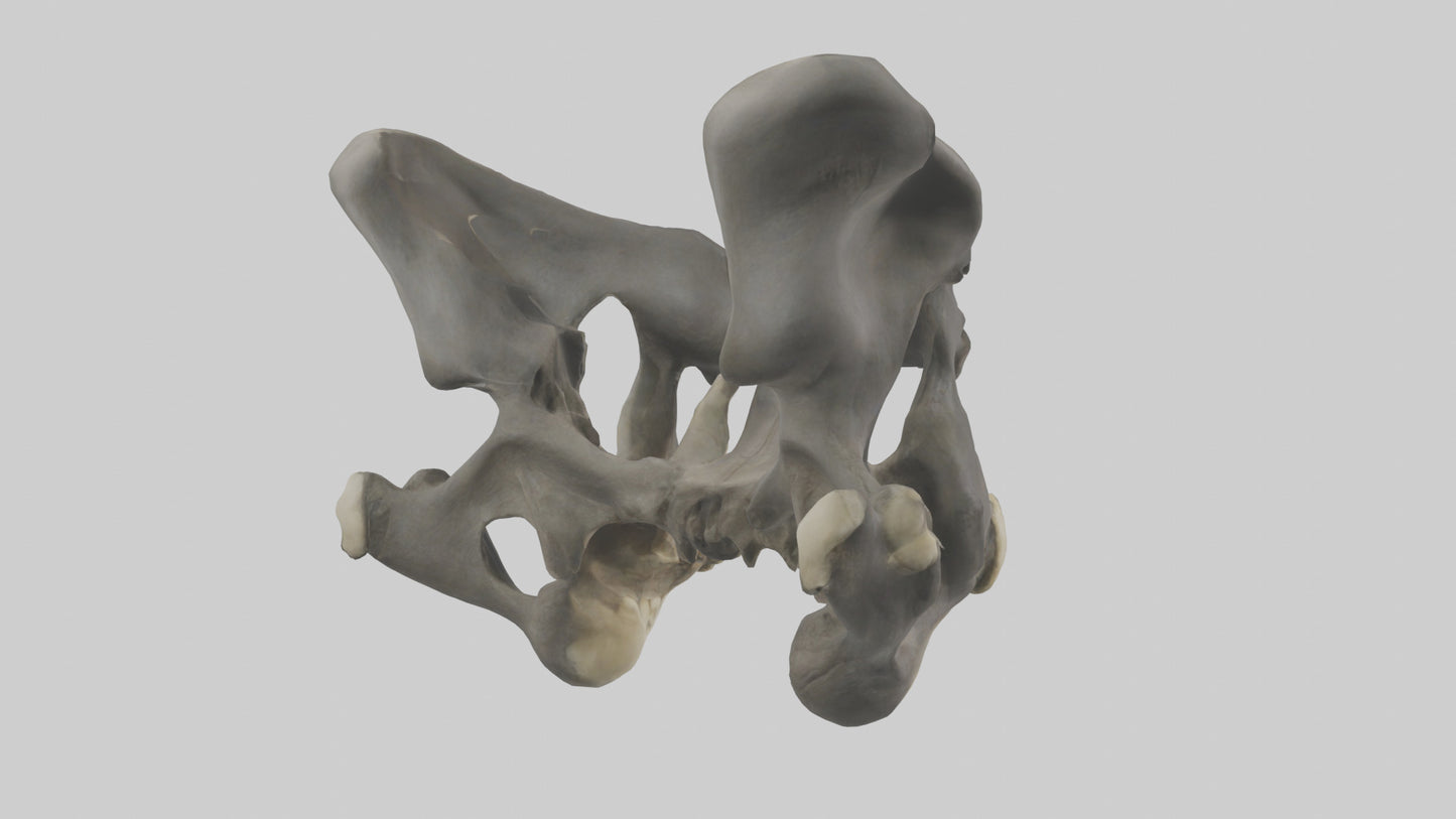 3D model Gorilla Pelvis VR / AR / low-poly
