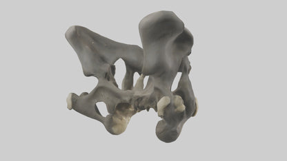 3D model Gorilla Pelvis VR / AR / low-poly