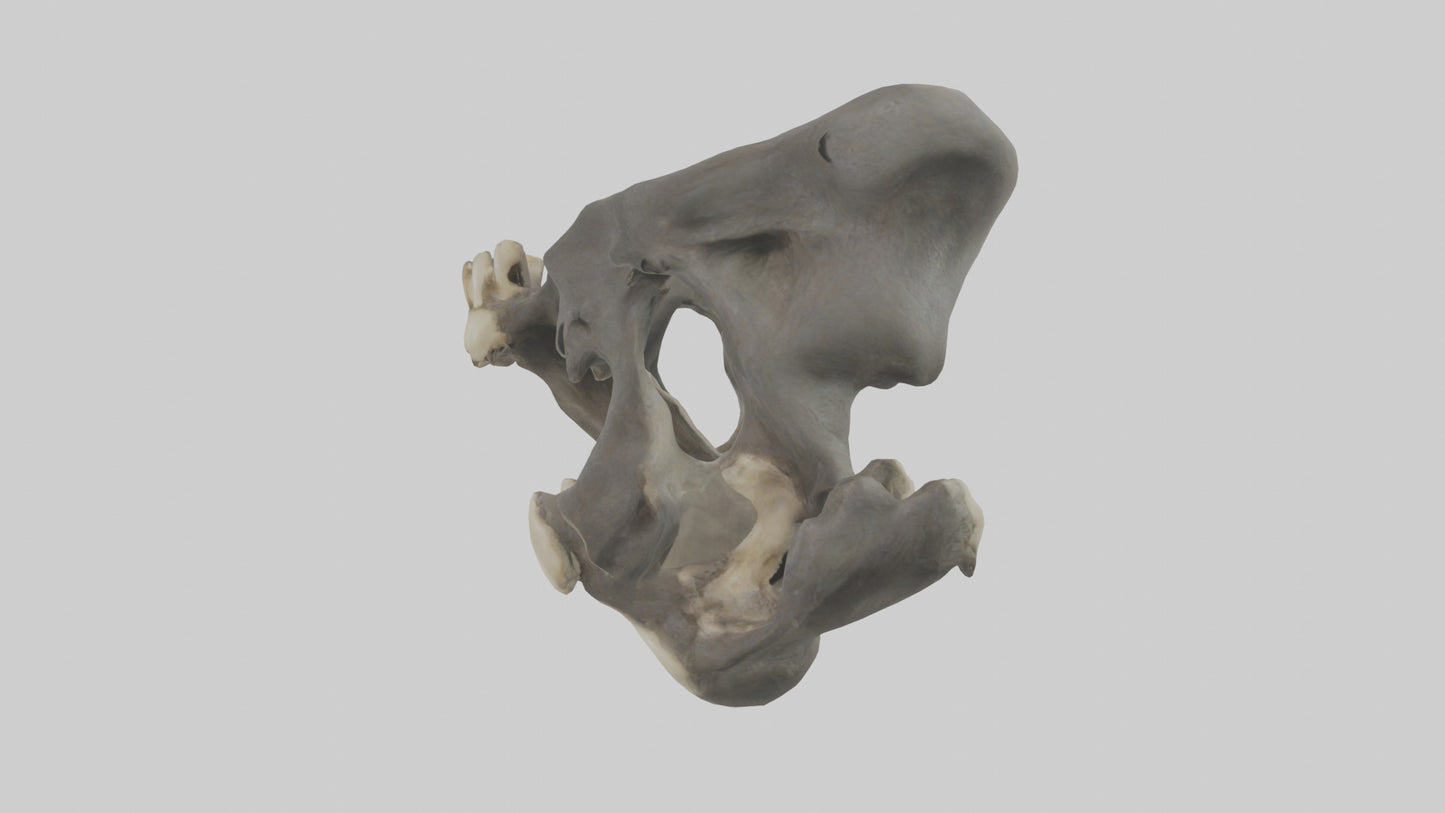 3D model Gorilla Pelvis VR / AR / low-poly
