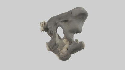 3D model Gorilla Pelvis VR / AR / low-poly