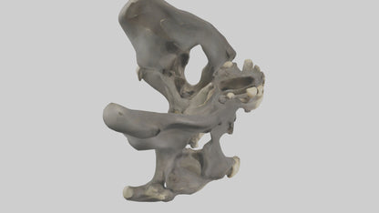 3D model Gorilla Pelvis VR / AR / low-poly