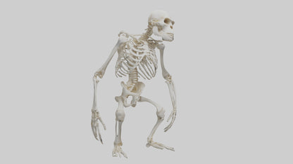 Gorilla Skeleton model VR / AR / low-poly