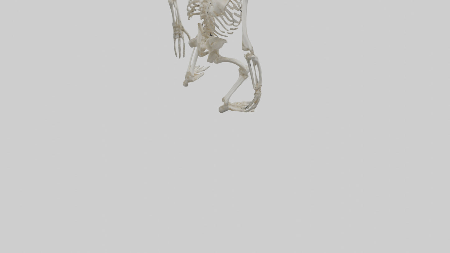 Gorilla Skeleton model VR / AR / low-poly