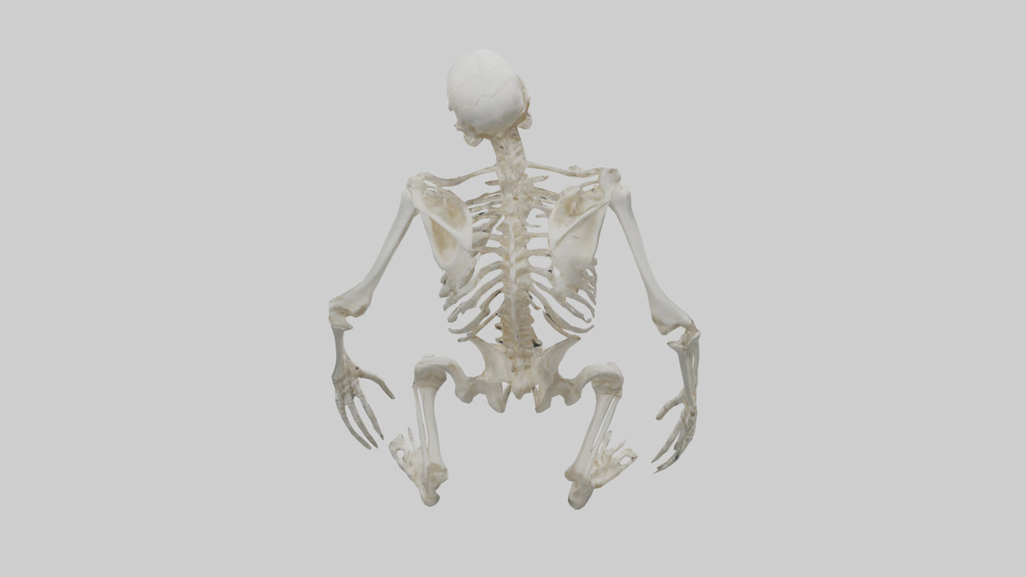 Gorilla Skeleton model VR / AR / low-poly