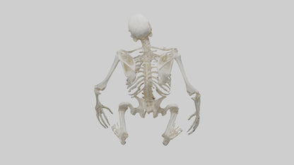 Gorilla Skeleton model VR / AR / low-poly