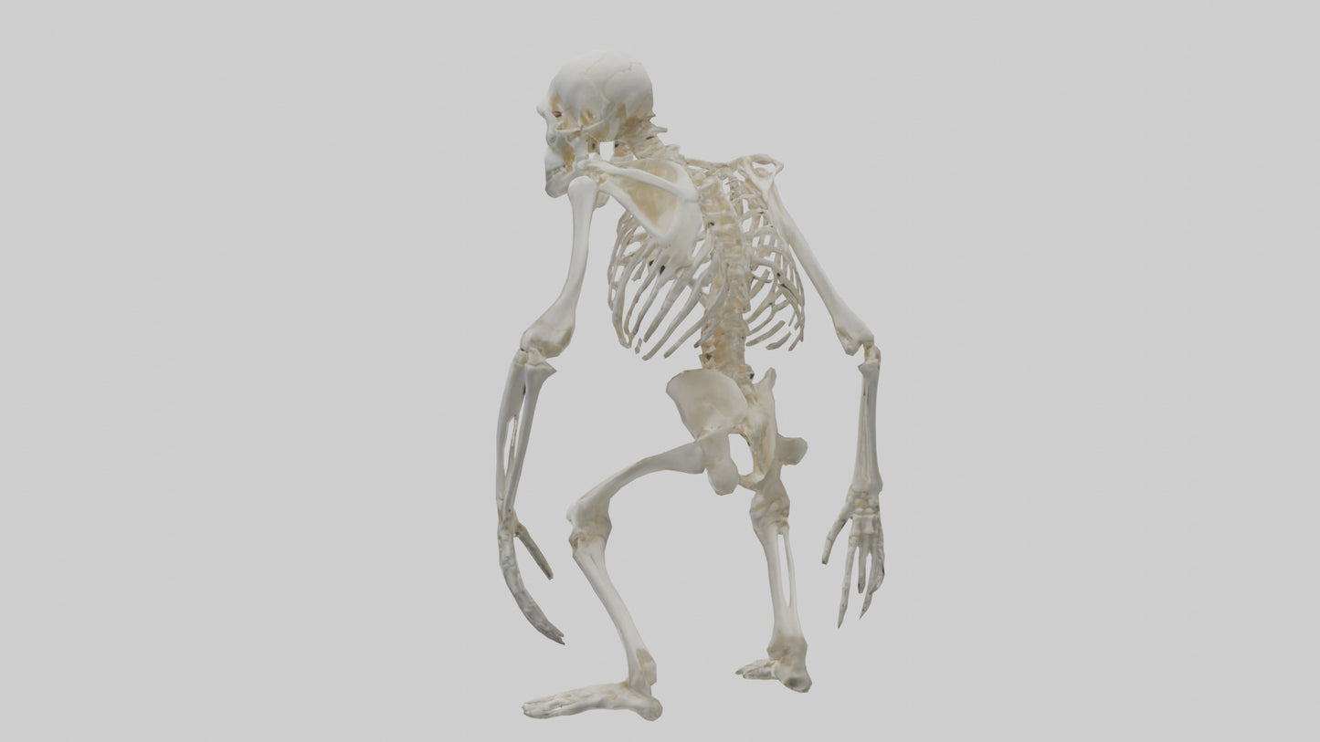 Gorilla Skeleton model VR / AR / low-poly