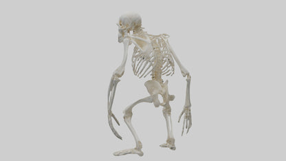 Gorilla Skeleton model VR / AR / low-poly