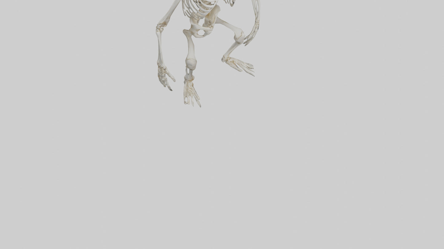 Gorilla Skeleton model VR / AR / low-poly