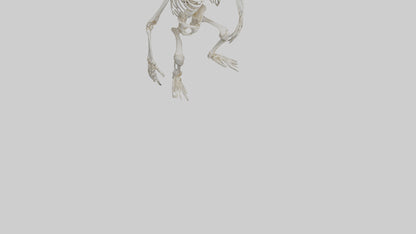 Gorilla Skeleton model VR / AR / low-poly