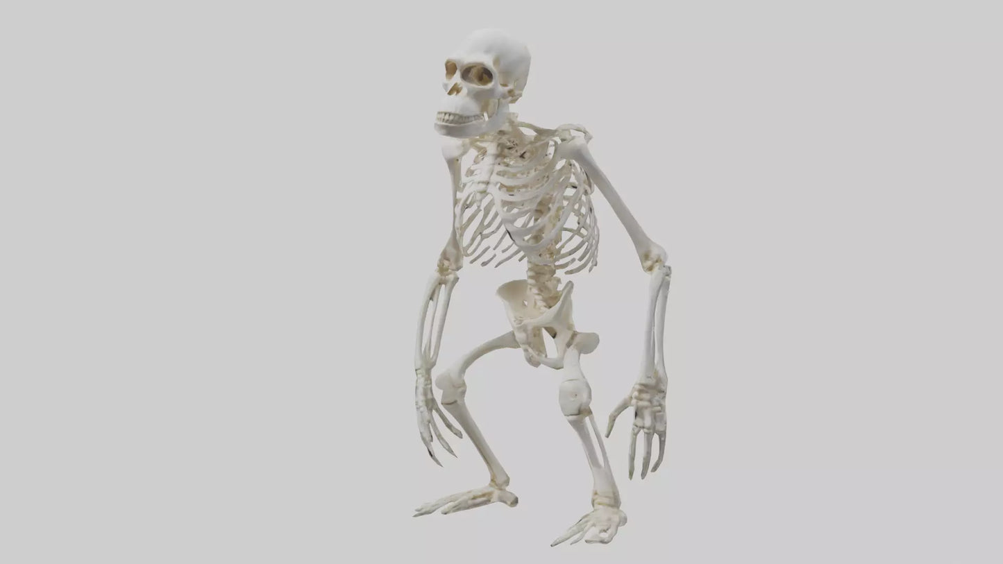 Gorilla Skeleton model VR / AR / low-poly