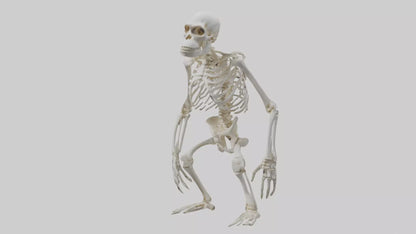 Gorilla Skeleton model VR / AR / low-poly