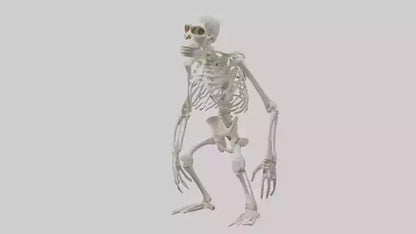 Gorilla Skeleton model VR / AR / low-poly