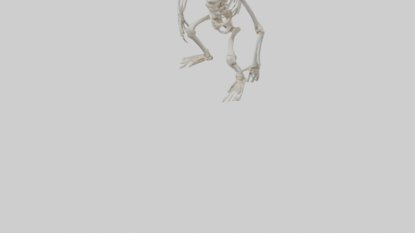 Gorilla Skeleton model VR / AR / low-poly