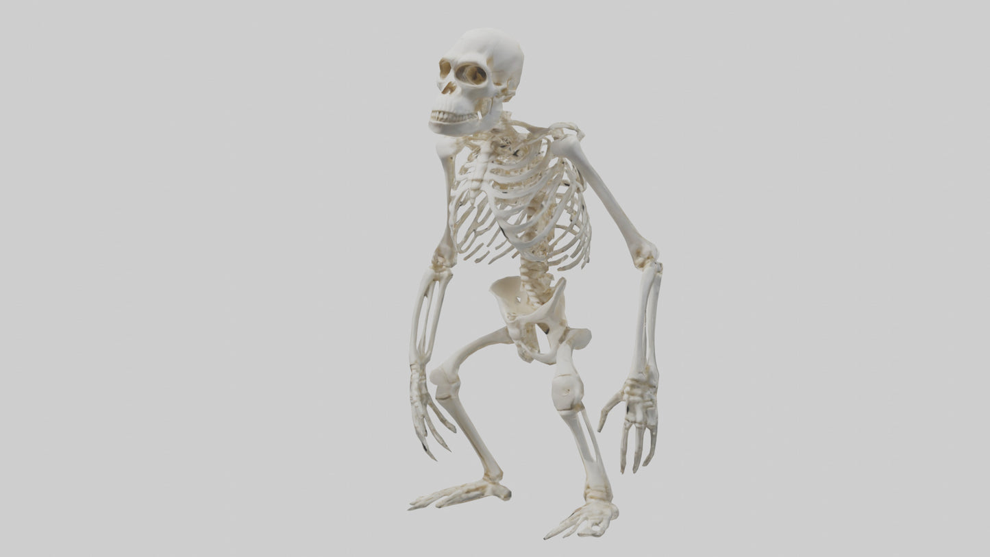Gorilla Skeleton model VR / AR / low-poly