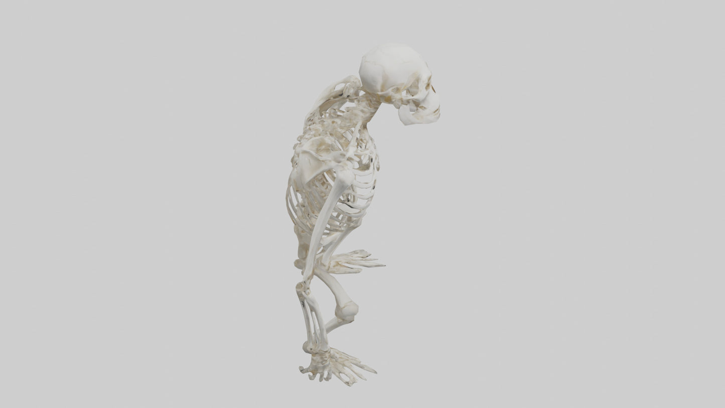 Gorilla Skeleton model VR / AR / low-poly