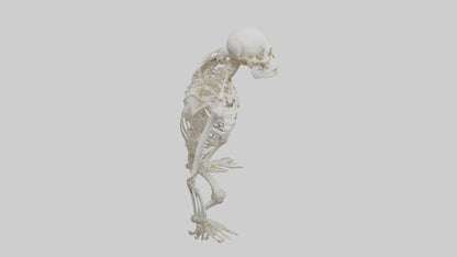 Gorilla Skeleton model VR / AR / low-poly