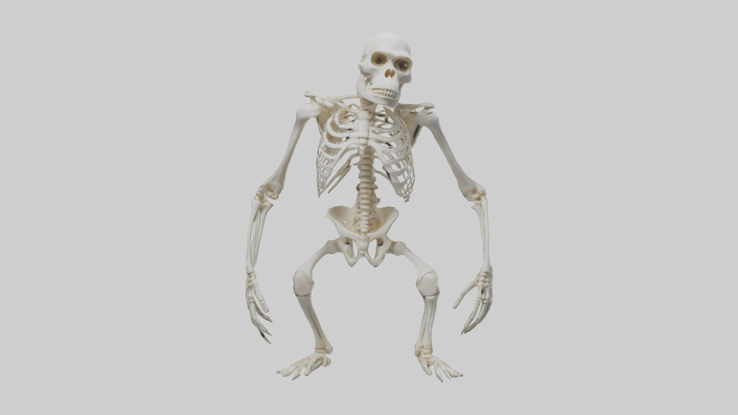 Gorilla Skeleton model VR / AR / low-poly