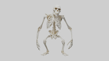 Gorilla Skeleton model VR / AR / low-poly
