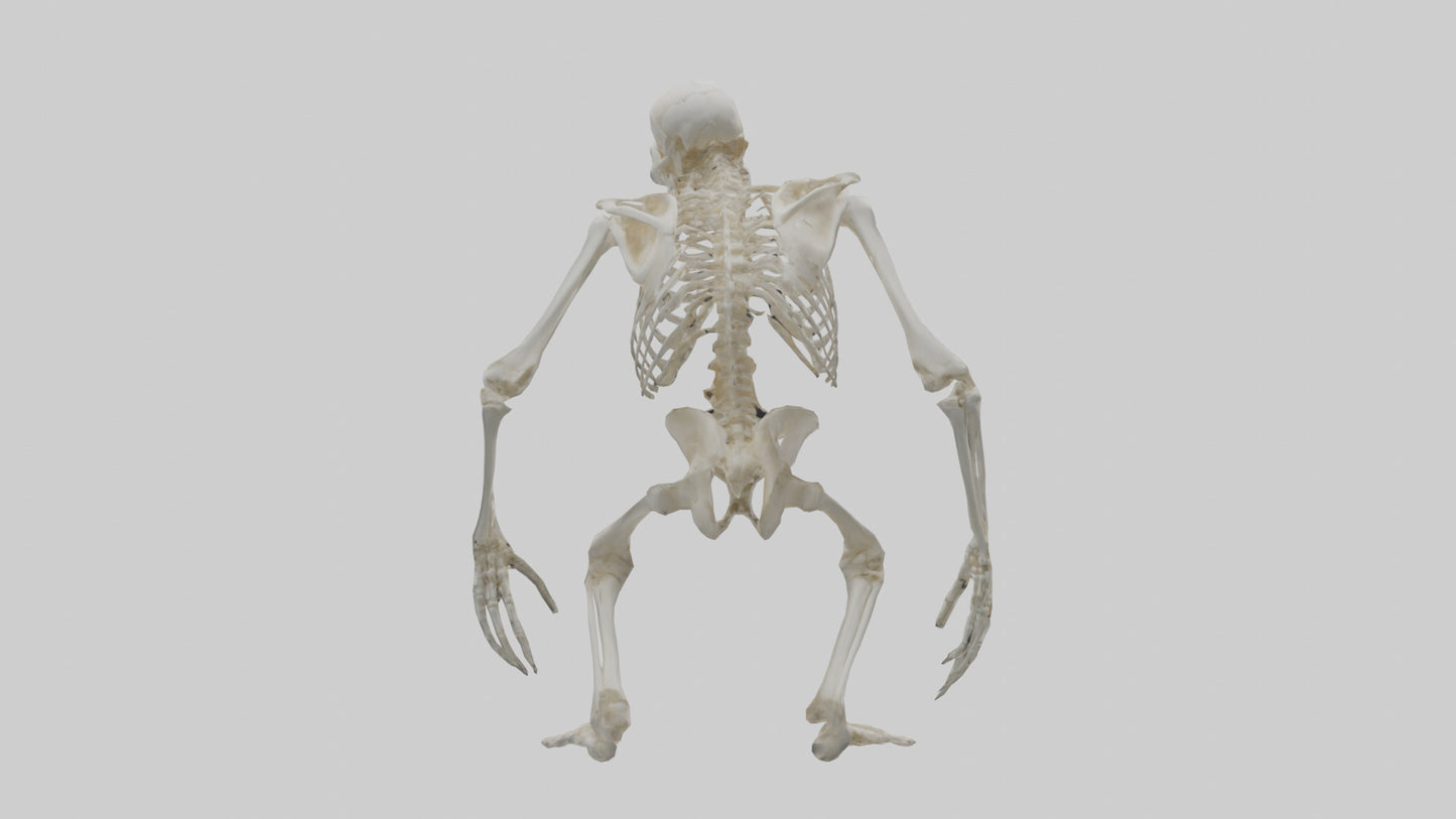 Gorilla Skeleton model VR / AR / low-poly