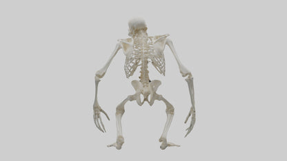 Gorilla Skeleton model VR / AR / low-poly