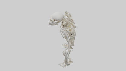 Gorilla Skeleton model VR / AR / low-poly