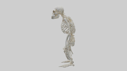 Gorilla Skeleton model VR / AR / low-poly