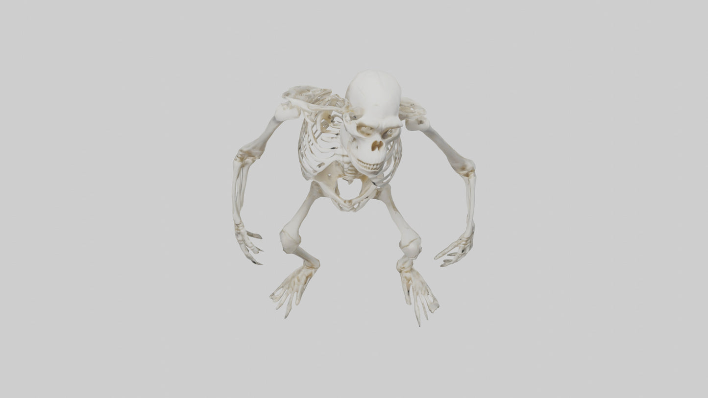 Gorilla Skeleton model VR / AR / low-poly