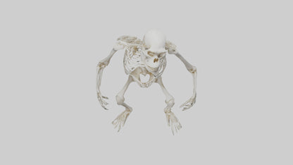 Gorilla Skeleton model VR / AR / low-poly