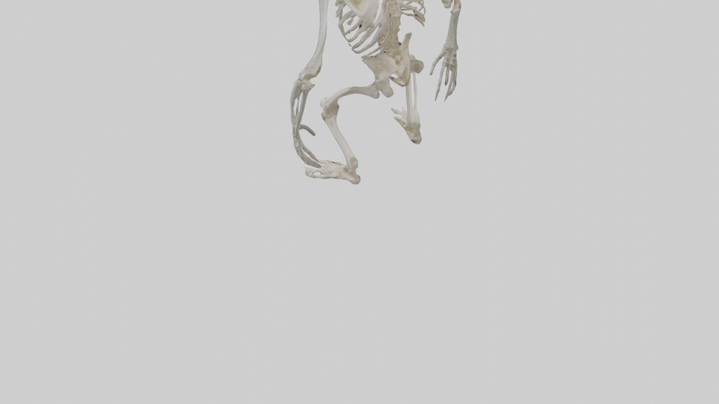 Gorilla Skeleton model VR / AR / low-poly
