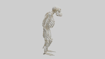Gorilla Skeleton model VR / AR / low-poly