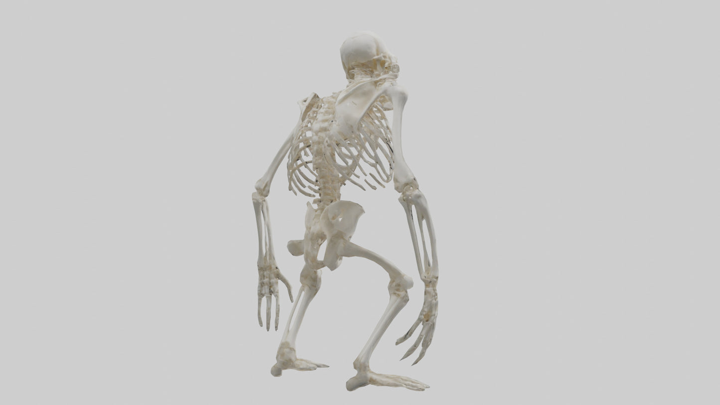 Gorilla Skeleton model VR / AR / low-poly