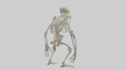 Gorilla Skeleton model VR / AR / low-poly