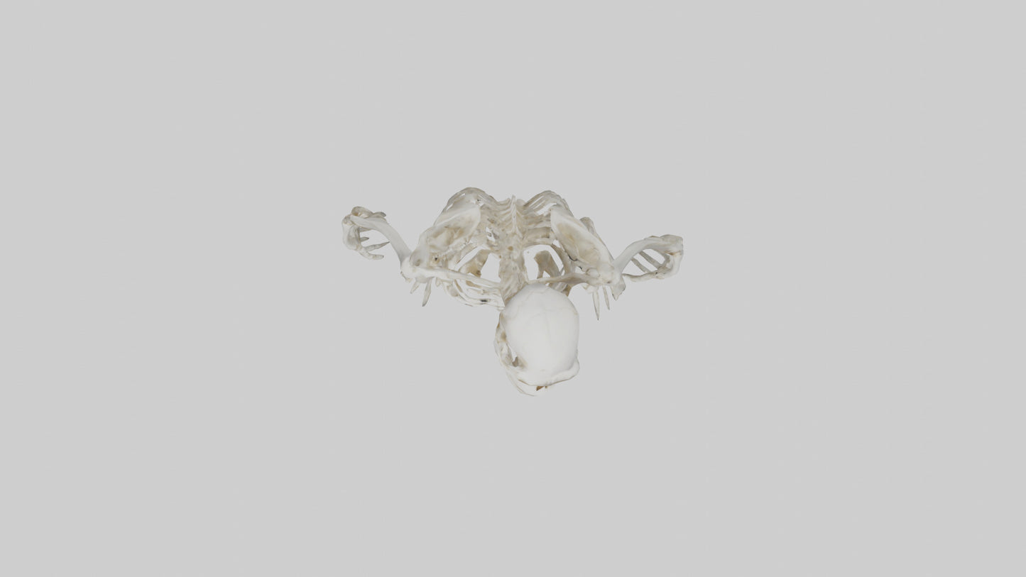 Gorilla Skeleton model VR / AR / low-poly