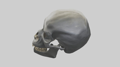 3D model Gorilla Skull VR / AR / low-poly