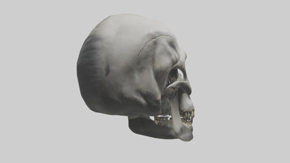 3D model Gorilla Skull VR / AR / low-poly