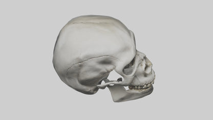 3D model Gorilla Skull VR / AR / low-poly