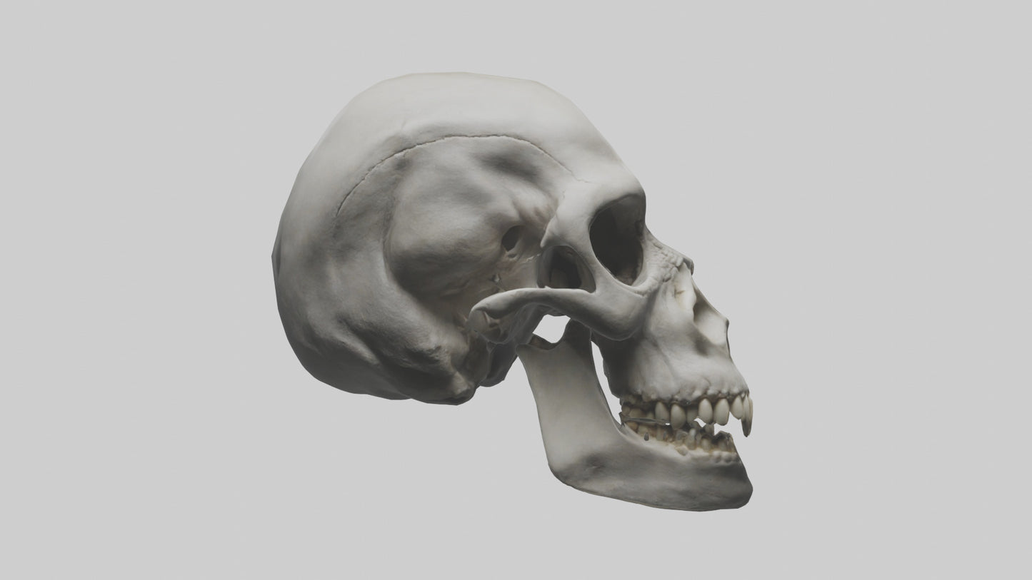 3D model Gorilla Skull VR / AR / low-poly