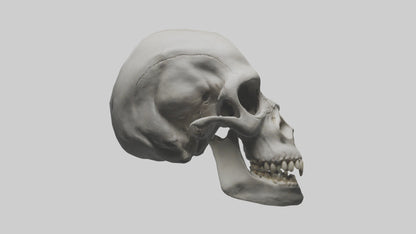 3D model Gorilla Skull VR / AR / low-poly