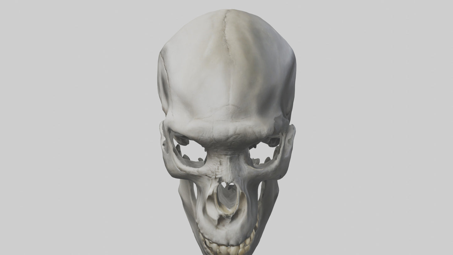 3D model Gorilla Skull VR / AR / low-poly