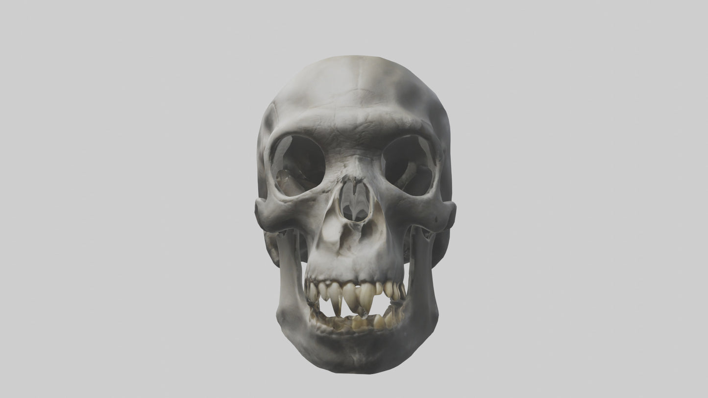 3D model Gorilla Skull VR / AR / low-poly