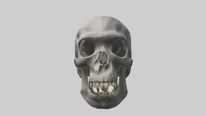3D model Gorilla Skull VR / AR / low-poly