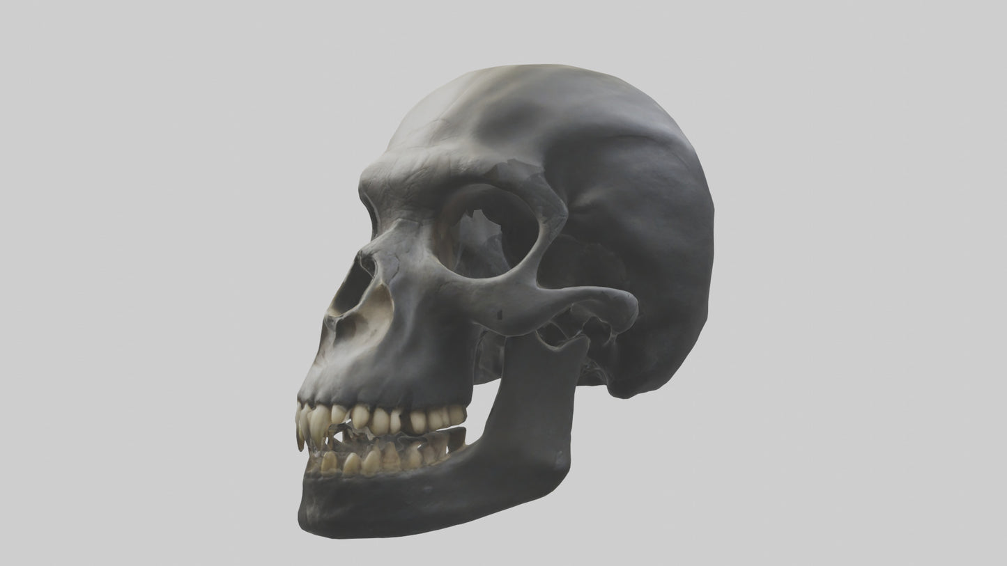 3D model Gorilla Skull VR / AR / low-poly