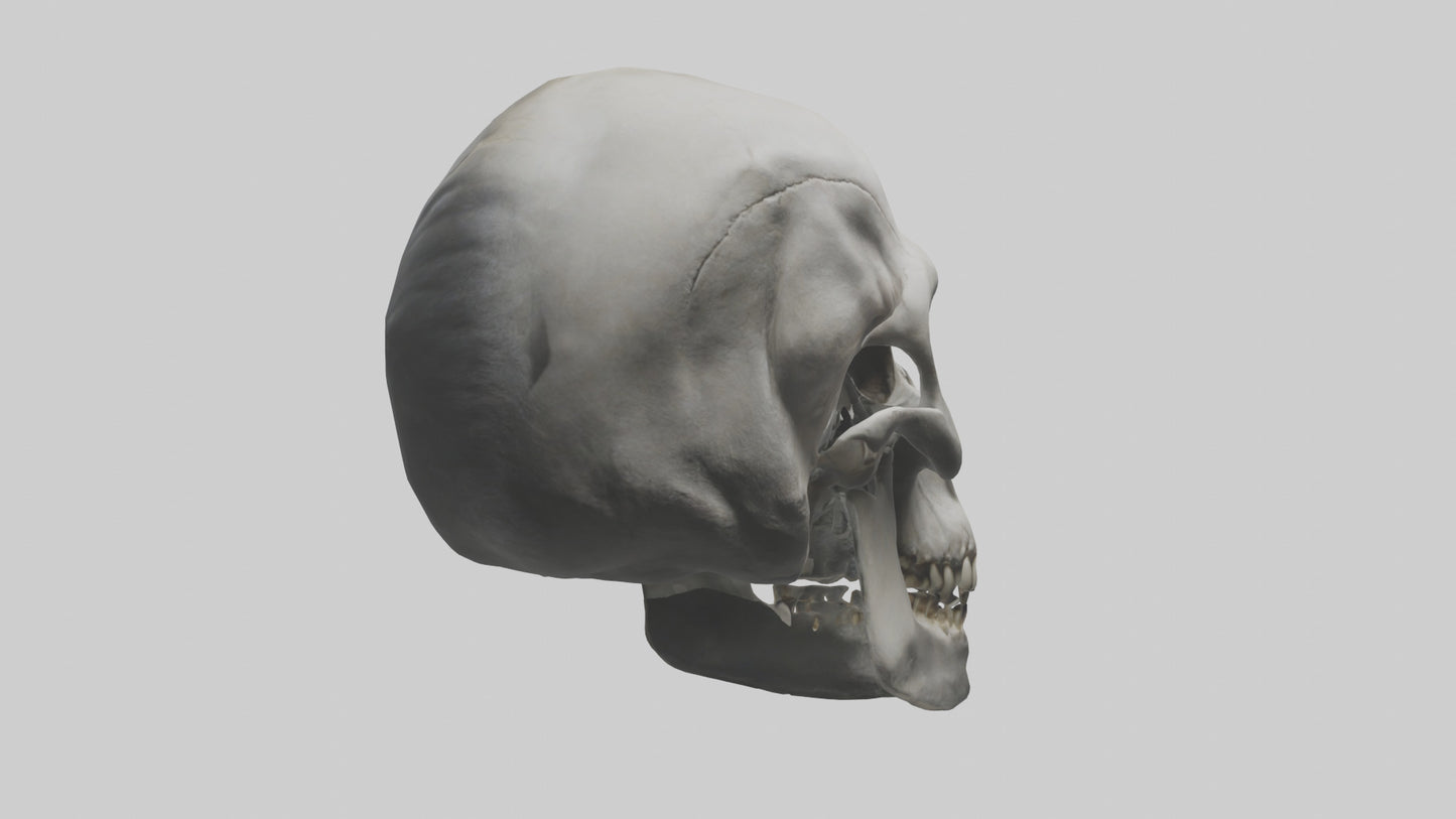 3D model Gorilla Skull VR / AR / low-poly