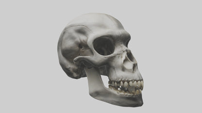 3D model Gorilla Skull VR / AR / low-poly