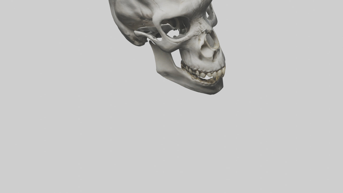 3D model Gorilla Skull VR / AR / low-poly