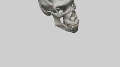 3D model Gorilla Skull VR / AR / low-poly