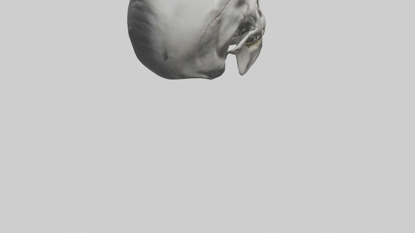 3D model Gorilla Skull VR / AR / low-poly
