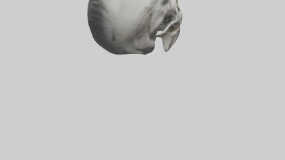 3D model Gorilla Skull VR / AR / low-poly