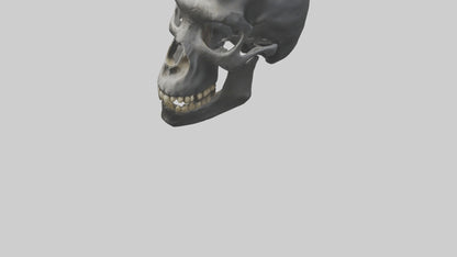 3D model Gorilla Skull VR / AR / low-poly